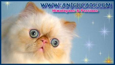 Anjelicats cattery